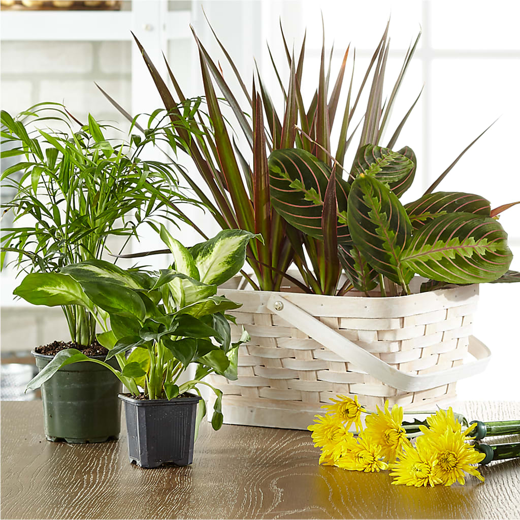 Florist Designed Blooming and Green Plants in a Basket – Coquitlam Florist, Port Coquitlam BC
