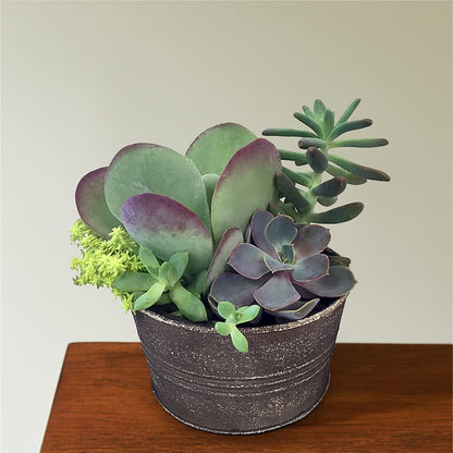 Lush Succulent Garden –  Coquitlam Florist, Port Coquitlam BC
